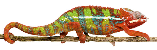 cham